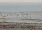 VWG vogelreis Oost Duitsland mei 2010 026